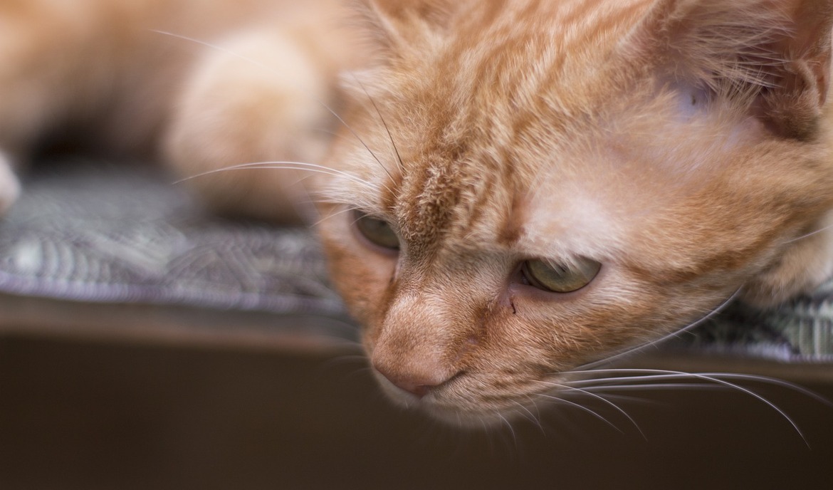 Blasenentzündung bei Katzen erkennen und richtig behandeln